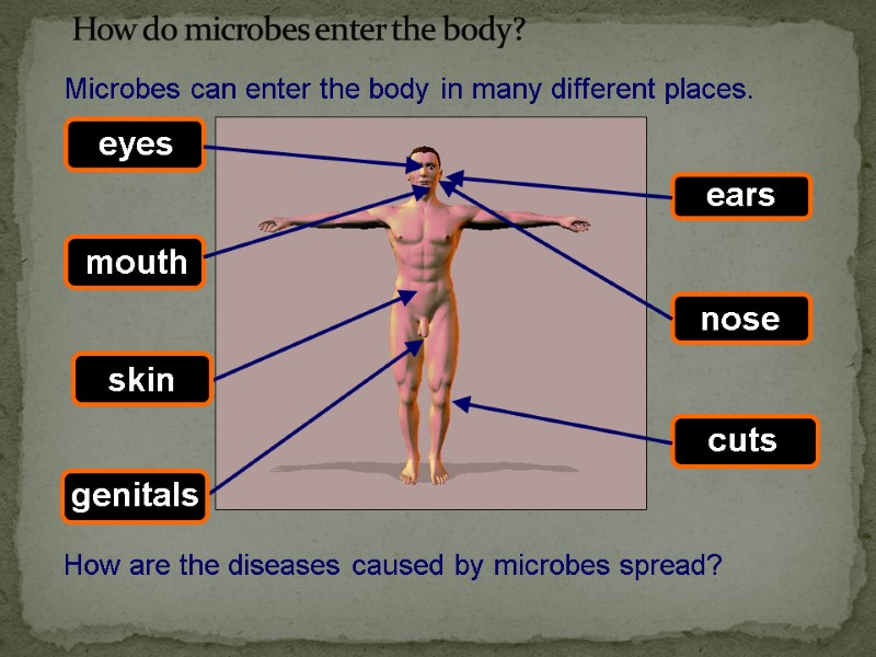 Microbes can enter the body in many different places.     